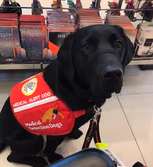 A image of a service dog