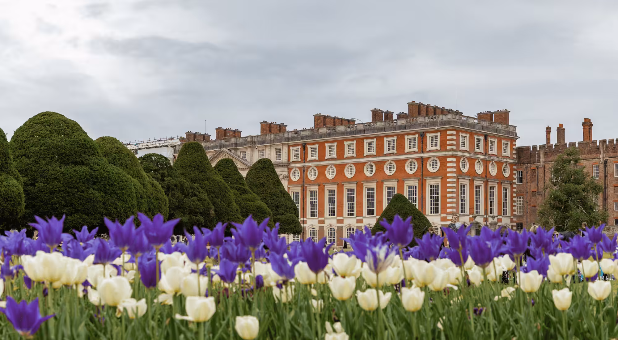Hampton Court Palace with white and purple tulips at the front.